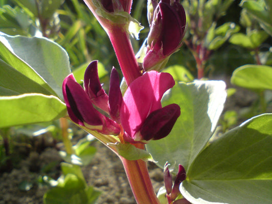 Broad Bean 'Crimson Flowering'