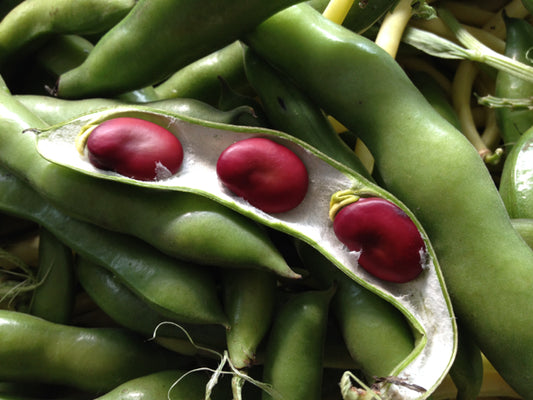 Broad Bean 'Red Epicure'