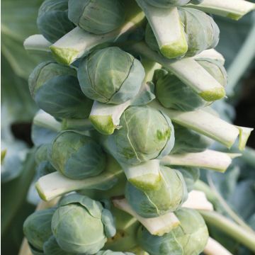 Brussels Sprout 'Doric F1'