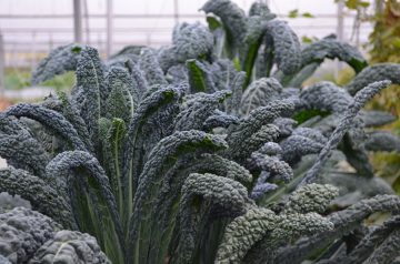 Kale 'Black Magic' Seed Organic