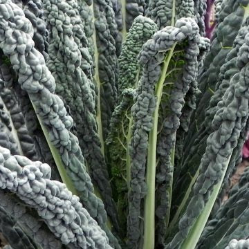 Kale 'Black Magic' Seed Organic