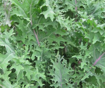 Kale 'Red Russian'