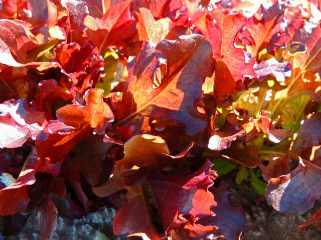 Lettuce 'Red Oak Leaf'