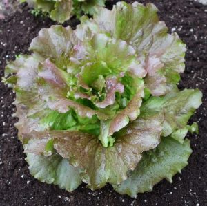 Lettuce 'Sierra'