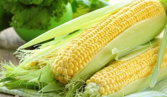 Corn 'Daughter Of The Sun'