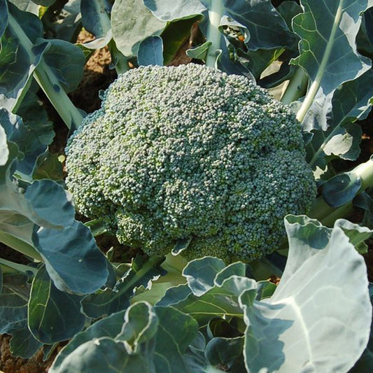 Broccoli 'Batavia' F1