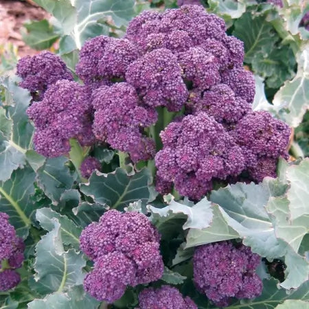 Broccoli 'Rioja' F1 Purple Sprouting