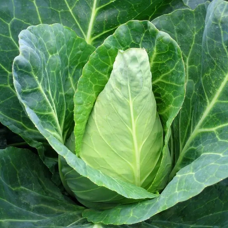 Cabbage 'Caraflex' F1