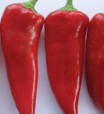 Capsicum 'Stocky Red Roaster'