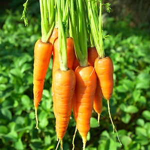 Carrot 'Danvers 126'