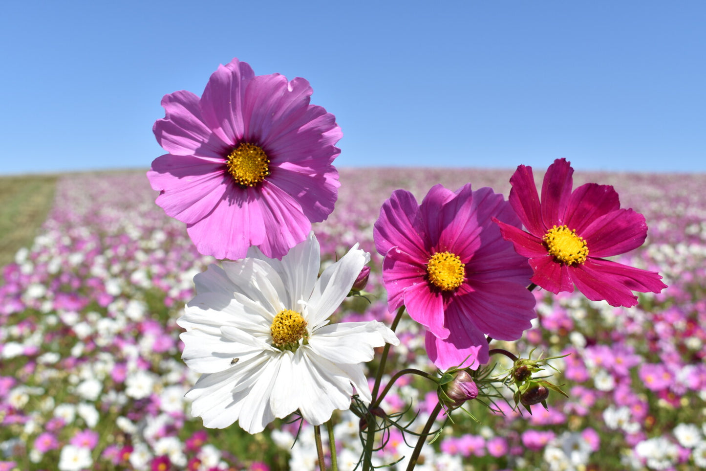 Cosmos 'Sensation Blend'