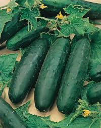 Cucumber 'Marketmore 76'