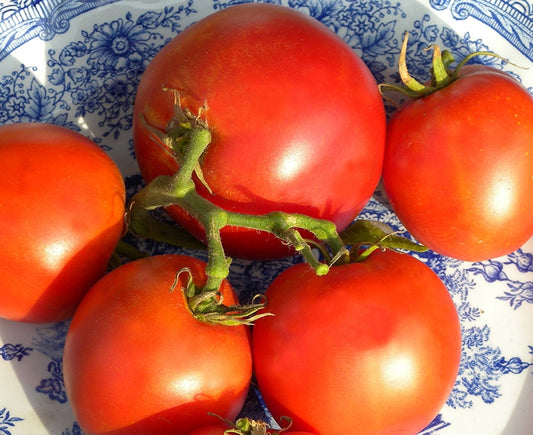 Tomato 'Grosse Lisse'