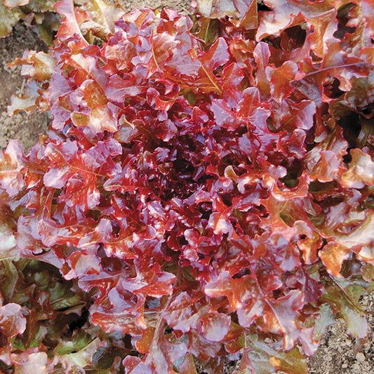 Lettuce 'Red Salad Bowl'