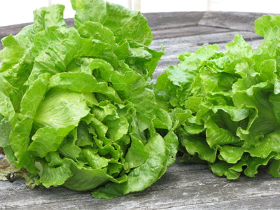 Lettuce 'Nevada'