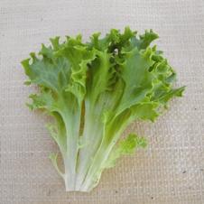 Lettuce 'Tango'