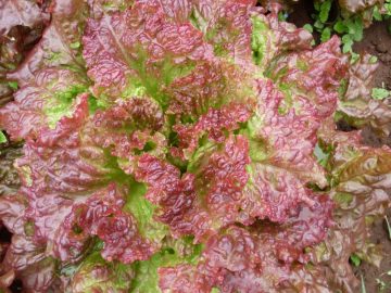 Lettuce 'Vulcan'