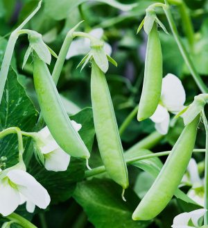 Pea - Sugar Snap 'Cascadia'