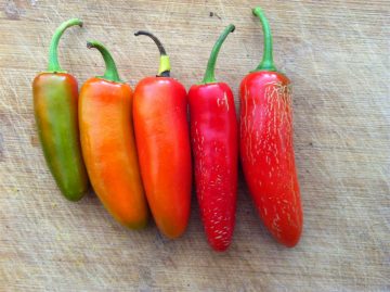 Chilli 'Early Jalapeno'