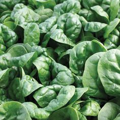 Spinach 'Renegade F1'
