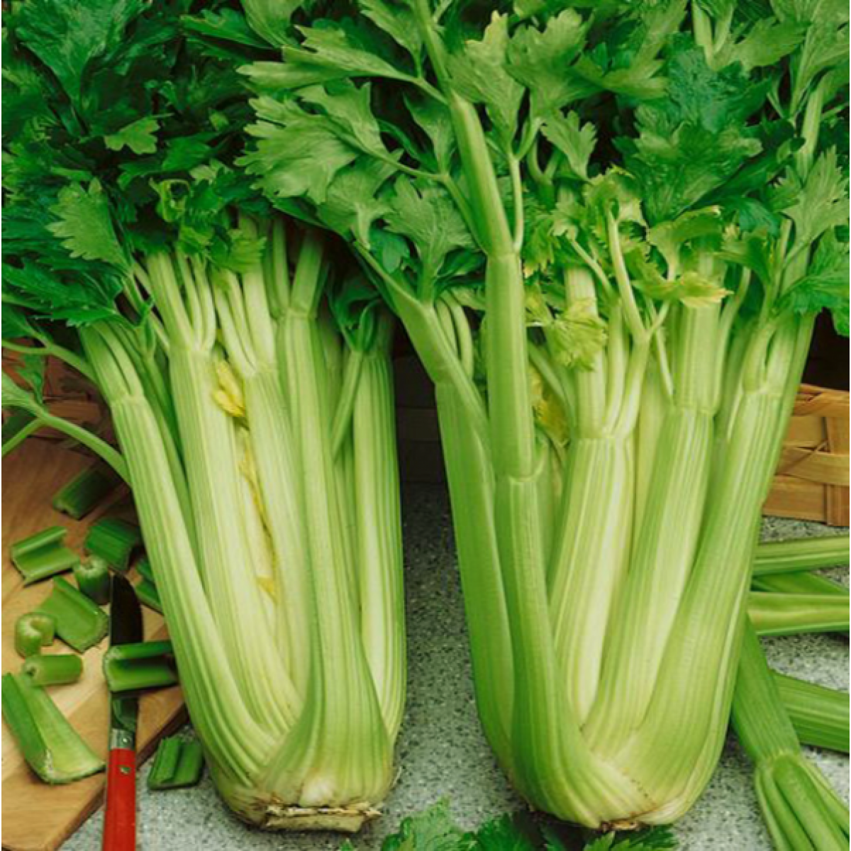 Celery 'Tall Utah'