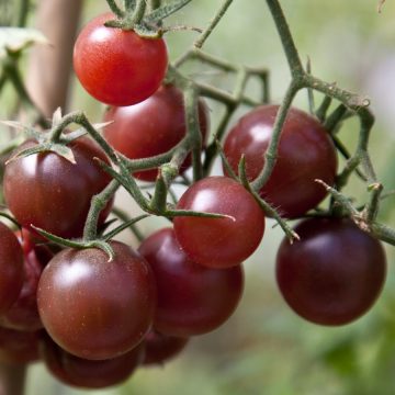 Tomato 'Black Cherry'