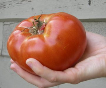 Tomato 'Brandywine'