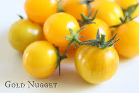 Tomato 'Golden Nugget'