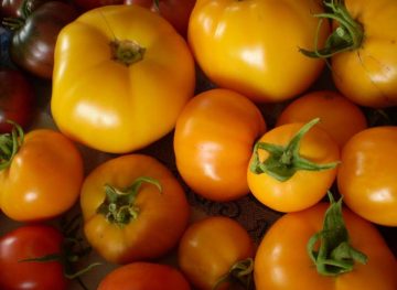 Tomato 'Yellow Jubilee'