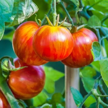 Tomato 'Tigerella'