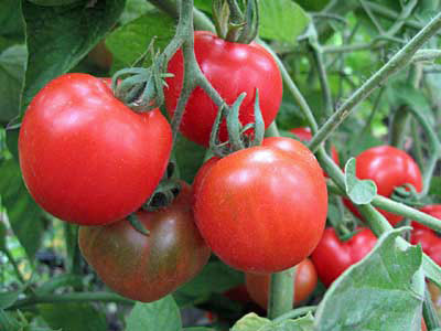 Tomato 'Stupice'