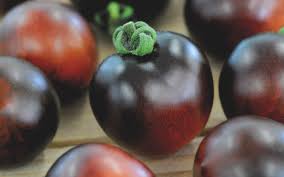 Tomato 'Indigo Rose'