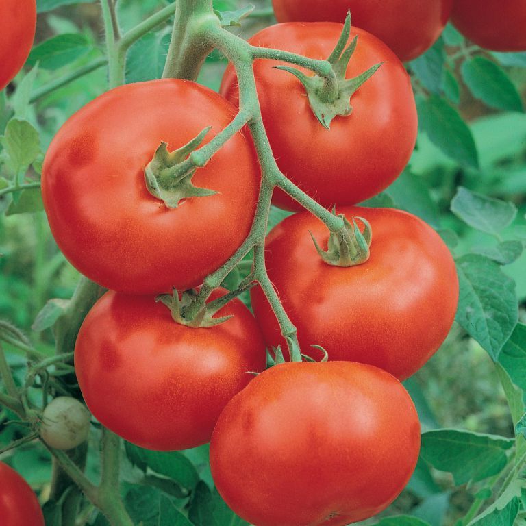 Tomato 'Tommy Toe' – Birdland Organic Seeds