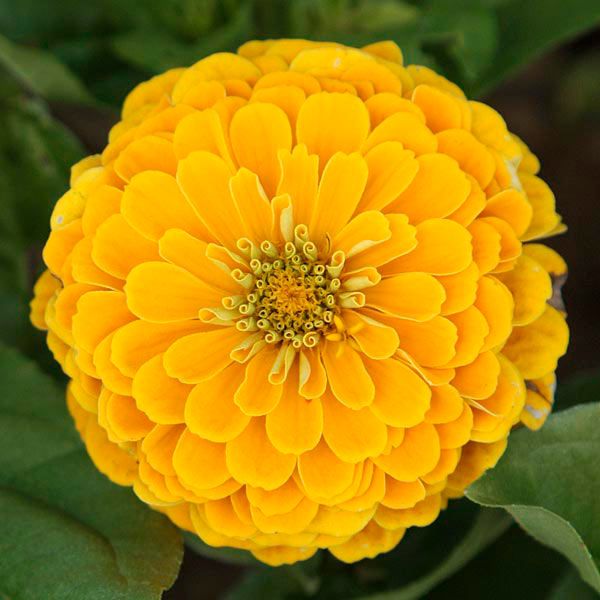 Zinnia 'Golden Yellow'